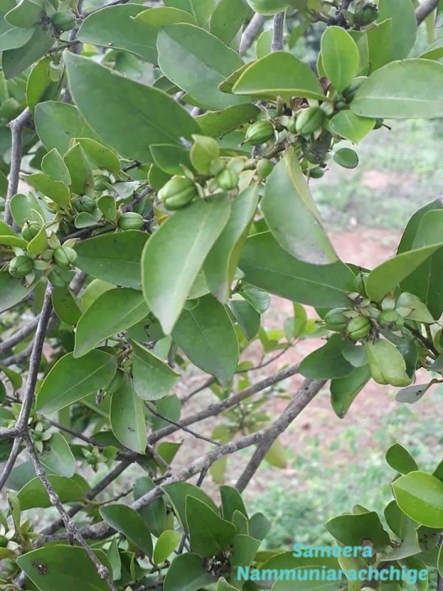 Cassipourea ceylanica (Gardner) Alston